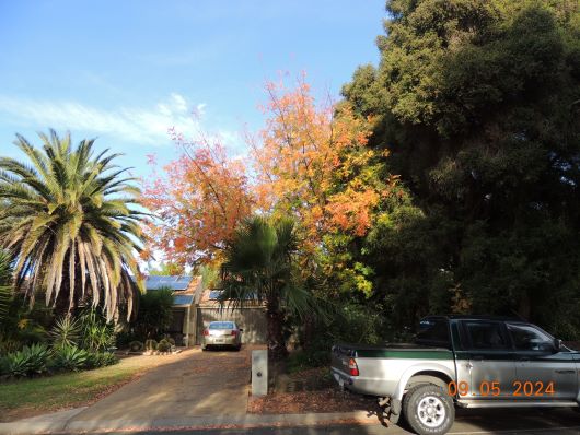 European trees in Autum